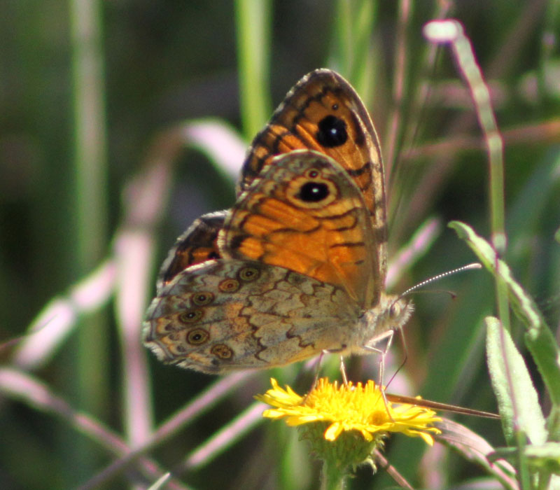 identificazione farfalla